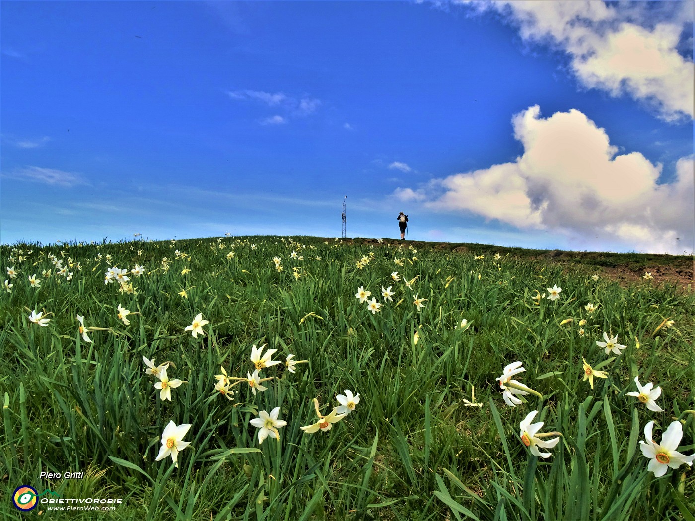 37 Narcisi baciati dal sole .JPG